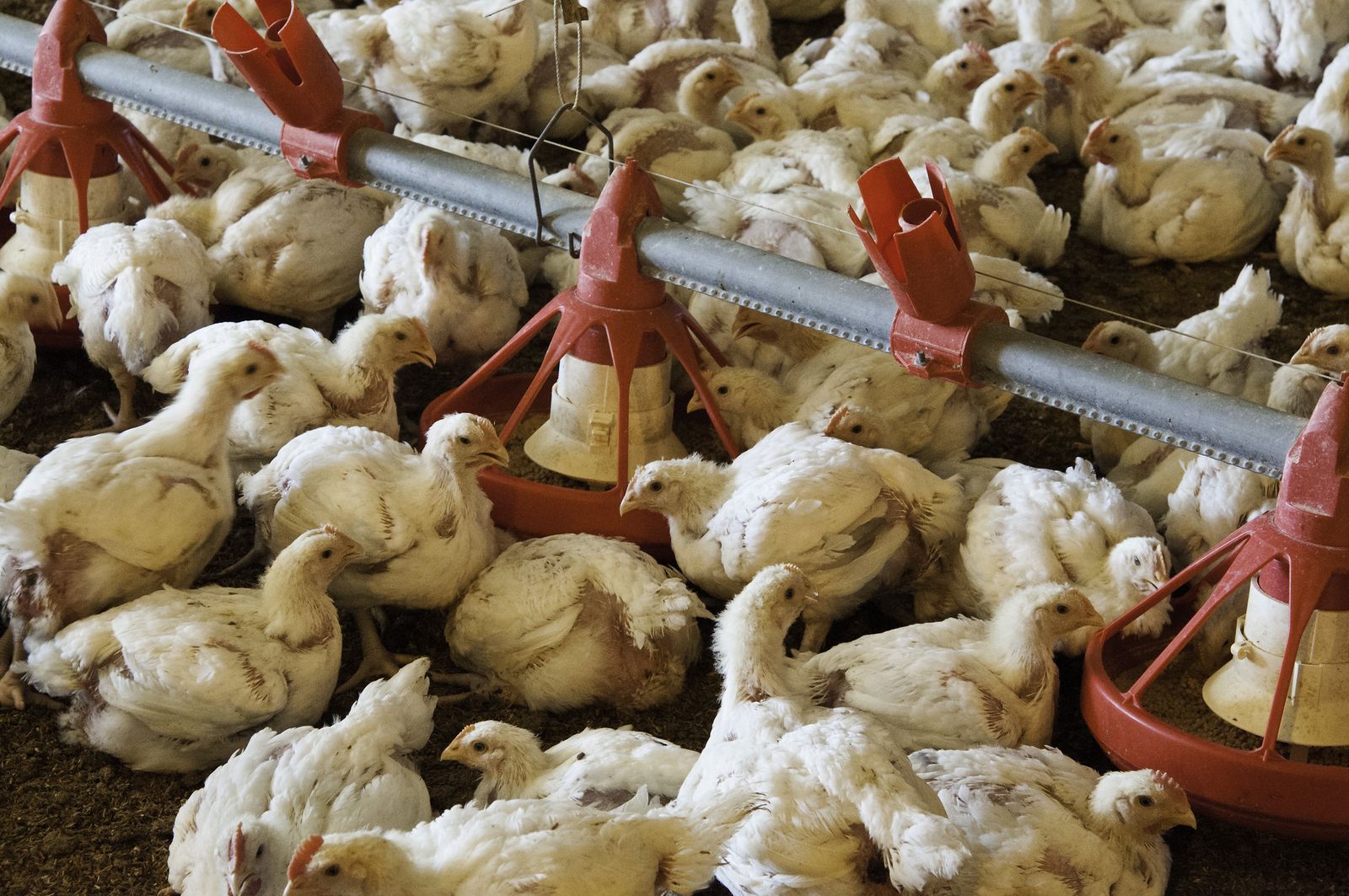 White broiler chickens packed shoulder to shoulder across the litter floor of a commercial chicken house, around a line of red pan feeders